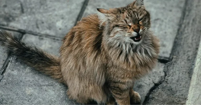 Kot prezentujący odruch Flehmena – charakterystyczne otwarcie pyska