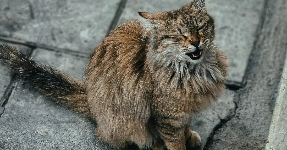 Odruch Flehmena u kotów – dziwna mina z ważnym znaczeniem