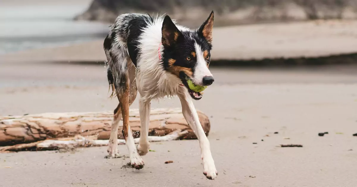 Uzależnienie od piłki u psa – kiedy zabawa przestaje być zdrowa?