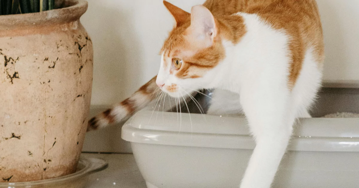 Najczęstsze problemy behawioralne u kotów – jak je rozpoznać?