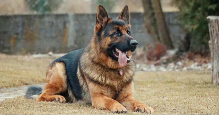 Pies leży i ziaje — oznaki stresu u psa