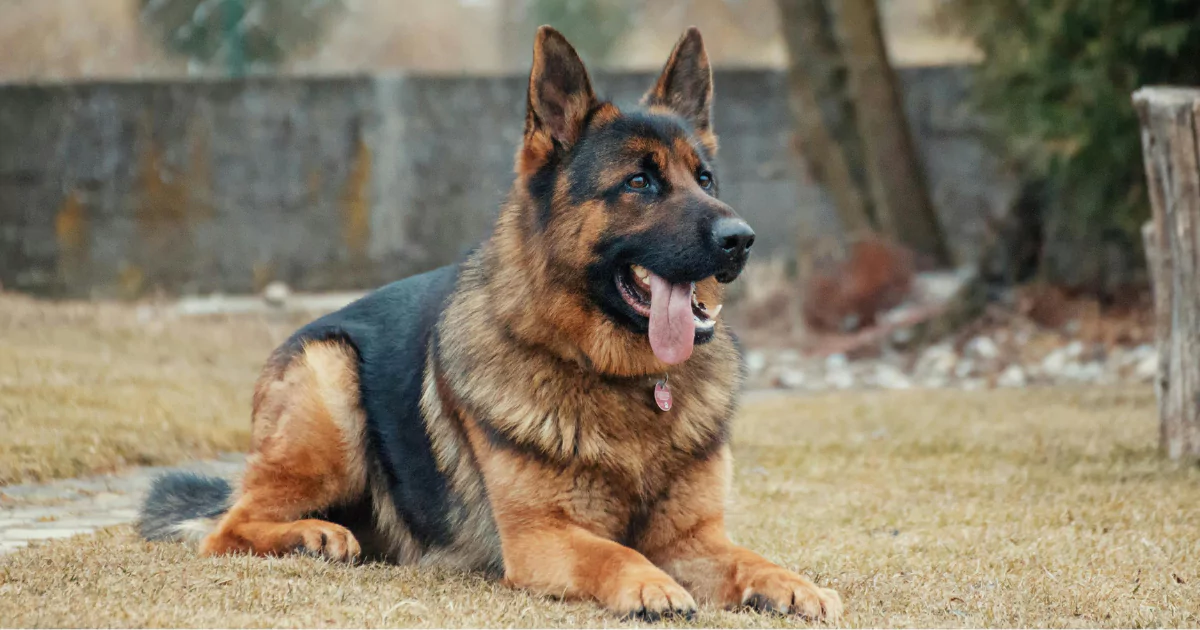 Pies leży i ziaje — oznaki stresu u psa